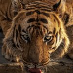 A Peek into the ‘Tiger State of India’ on this Tiger’s Day!